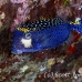 boxfish_pacific_ull_ci_h_0030_cos1357.jpg